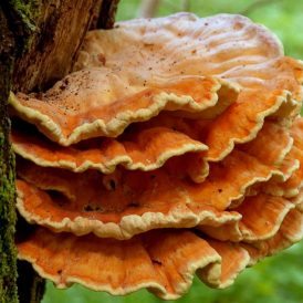 Urban Foraging for Chicken of the Woods Image